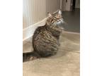 Adopt Arlo a Brown Tabby Maine Coon / Mixed Breed (Medium) / Mixed (short coat)