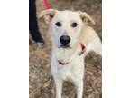 Adopt Aurora a Brindle Golden Retriever / Mixed Breed (Medium) / Mixed (short