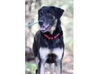 Adopt Dodger a Black German Shepherd Dog / Labrador Retriever / Mixed (short