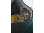 Adopt Kaa a Brown Tabby Domestic Shorthair / Mixed Breed (Medium) / Mixed (short