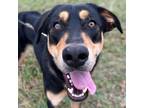 Adopt Farley a Black Doberman Pinscher / Mixed Breed (Medium) / Mixed (short