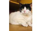 Adopt Katara a All Black Domestic Shorthair / Mixed Breed (Medium) / Mixed
