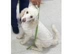 Adopt Pinky a White Poodle (Standard) / Mixed dog in Dawson, GA (41433157)