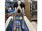 Adopt Jane a Tricolor (Tan/Brown & Black & White) English Pointer / Mixed dog in