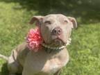 Adopt Denali a Catahoula Leopard Dog / Pit Bull Terrier dog in Milton