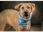 Adopt Clark a Brown/Chocolate Anatolian Shepherd dog in Mooresville