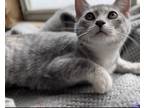 Adopt L4 a Spotted Tabby/Leopard Spotted American Shorthair / Mixed cat in