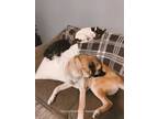 Adopt Diesel a Brown/Chocolate - with Black Anatolian Shepherd / Mixed dog in
