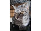 Adopt Grey a Gray, Blue or Silver Tabby Domestic Shorthair (short coat) cat in