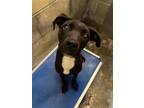 Adopt Sirius a Black - with White Terrier (Unknown Type, Medium) / Labrador