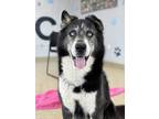 Adopt Moose a Black Husky / Border Collie / Mixed (short coat) dog in Columbia