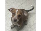 Adopt Millie a Brown/Chocolate Miniature Dachshund / Mixed Breed (Medium) /