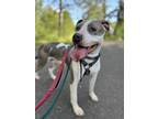 Adopt Rylee a Merle Mixed Breed (Small) / Mixed Breed (Medium) / Mixed (short