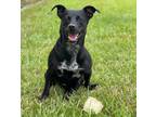 Adopt Maui - Special Needs a Terrier (Unknown Type, Small) / Labrador Retriever
