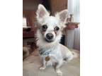 Adopt Merlin a White Corgi / Pomeranian / Mixed dog in Oak Ridge, NJ (41176727)