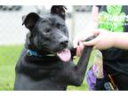 Adopt Patron a Black Golden Retriever / Mixed Breed (Medium) / Mixed (short