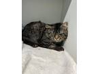 Adopt Abel a Brown Tabby Domestic Shorthair / Mixed Breed (Medium) / Mixed