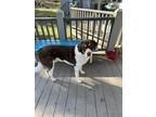 Adopt Jaxson a Brown/Chocolate - with White Anatolian Shepherd / Husky / Mixed