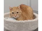 Adopt Tina (front declawed) a Domestic Shorthair / Mixed (short coat) cat in