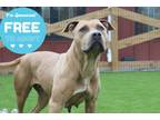 Adopt Cornbread a American Pit Bull Terrier / Mixed Breed (Medium) / Mixed dog