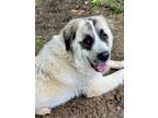 Adopt Zelda a Great Pyrenees / Mixed dog in Little Rock, AR (41417046)