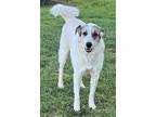 Adopt Ms. Lady the Great Pyrenees in Texas a Tricolor (Tan/Brown & Black &