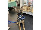 Adopt Sox a Tricolor (Tan/Brown & Black & White) Cattle Dog / Belgian Malinois /