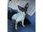 Adopt Molly a Tricolor (Tan/Brown & Black & White) Toy Fox Terrier / Rat Terrier