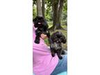 Adopt Melissa & Muffin a Shih Tzu / Mixed dog in Davie, FL (41411564)
