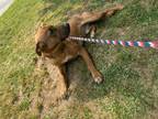 Adopt Riveter a Brown/Chocolate Black Mouth Cur / Mixed dog in Smyrna