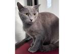 Adopt Root Beer a Gray or Blue Domestic Shorthair / Mixed Breed (Medium) / Mixed