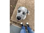 Adopt Chance a White - with Black Cattle Dog / Blue Heeler / Mixed dog in