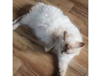 Adopt Missy a White (Mostly) Siamese (long coat) cat in Crowley, TX (41432703)