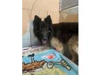 Adopt Maggie a Black German Shepherd Dog / Mixed Breed (Medium) / Mixed (short