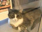 Adopt Meme a Gray or Blue Domestic Mediumhair / Domestic Shorthair / Mixed cat