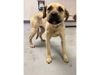Adopt 55896359 a Tan/Yellow/Fawn Mastiff / Mixed Breed (Medium) / Mixed (short