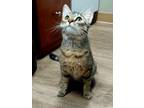 Adopt Kimi a Brown Tabby Domestic Shorthair / Mixed Breed (Medium) / Mixed