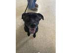 Adopt Cinder a Black Labrador Retriever / Mixed Breed (Medium) / Mixed (short