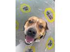 Adopt Kip a Brindle Australian Cattle Dog / Mixed Breed (Medium) / Mixed (short