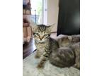 Adopt Max a Gray, Blue or Silver Tabby Domestic Shorthair / Mixed (short coat)