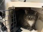 Adopt Miller a Brown Tabby Domestic Shorthair / Mixed Breed (Medium) / Mixed