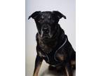 Adopt 24-239D Beau a Black Golden Retriever / Mixed Breed (Medium) / Mixed
