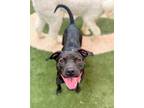 Adopt Eloise a Black American Staffordshire Terrier / Terrier (Unknown Type