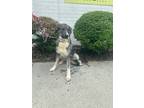 Adopt Cherokee Rose a Gray/Silver/Salt & Pepper - with White Anatolian Shepherd