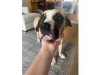 Adopt George a Tan/Yellow/Fawn - with White Mastiff / Boxer / Mixed dog in