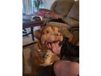 Adopt Hazel a Red/Golden/Orange/Chestnut American Pit Bull Terrier / Labrador