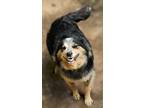 Adopt Mystery LaDuke a Australian Shepherd / Australian Cattle Dog / Mixed dog