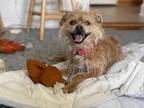 Adopt Bella a Tan/Yellow/Fawn Miniature Poodle / Shih Tzu / Mixed dog in