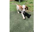 Adopt Godiva a Beagle / Dachshund / Mixed dog in Stoughton, MA (41339363)