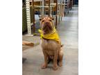 Adopt Chompers a Tan/Yellow/Fawn Shar Pei / Mixed dog in Lake Forest